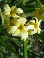 Image of Sisyrinchium striatum Sm.