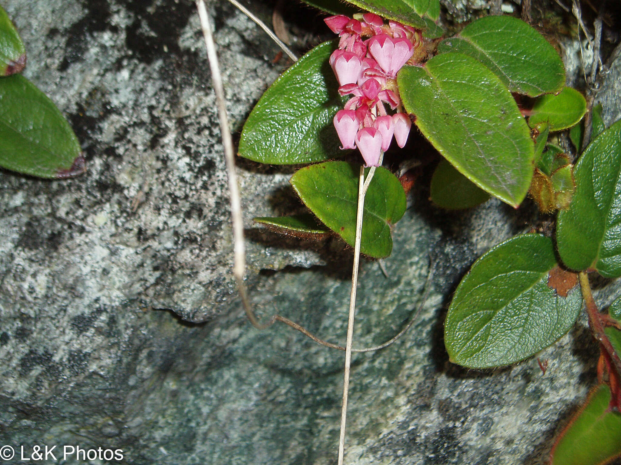 Image de Gaultheria glomerata (Cavanilles) Sleumer