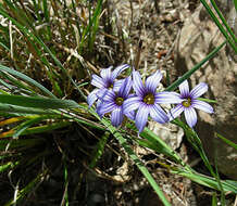 Sisyrinchium platense I. M. Johnst.的圖片