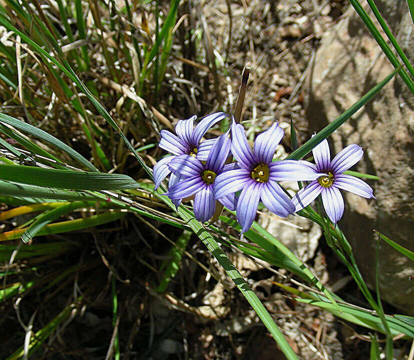 Image of Sisyrinchium platense I. M. Johnst.