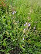 Image of Salvia runcinata L. fil.