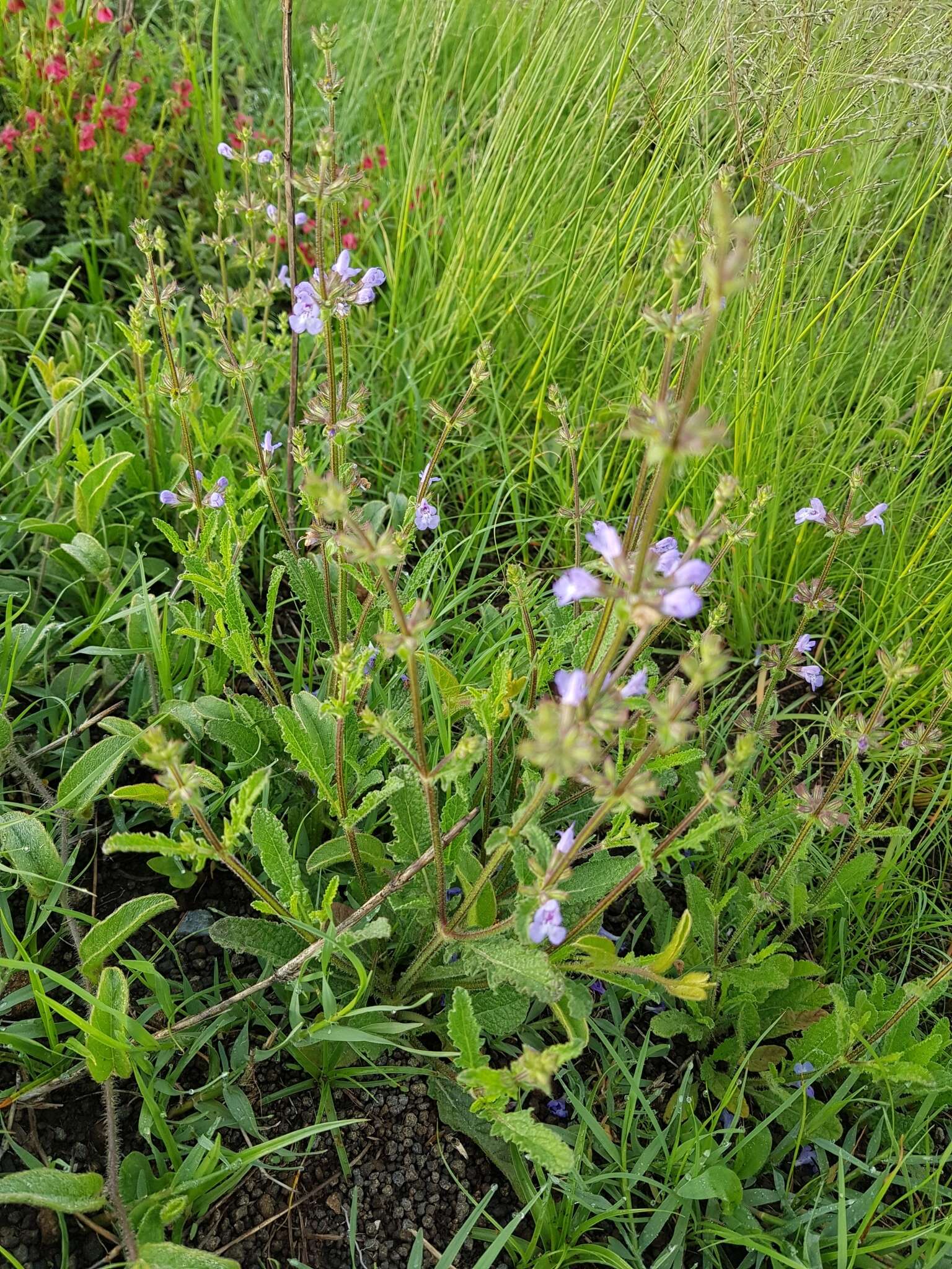 Image of Salvia runcinata L. fil.