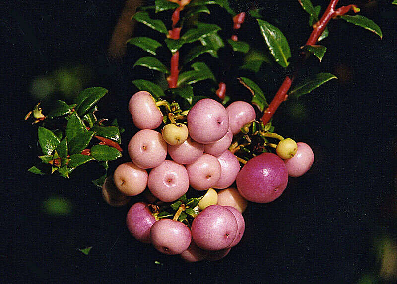 Image of Gaultheria mucronata (L. fil.) E. J. Remy