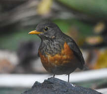 Image of Black-breasted Thrush