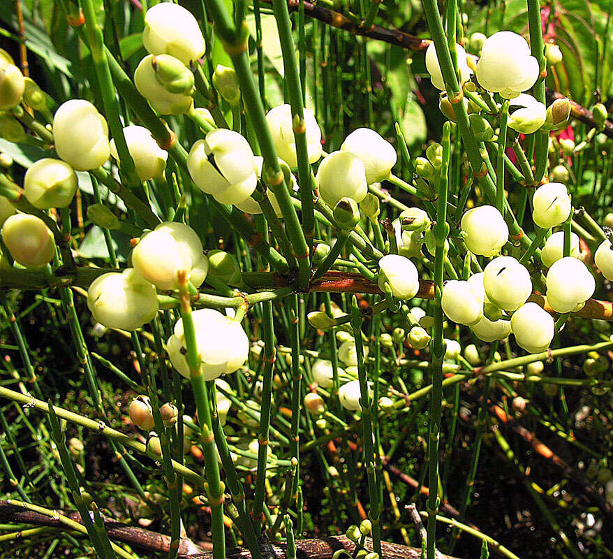 Image of Ephedra frustillata Miers