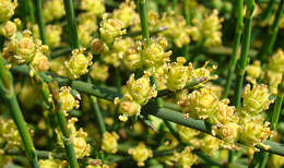 Image of Ephedra frustillata Miers