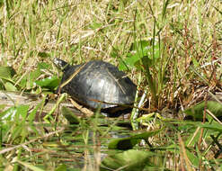 Image of Florida Cooter