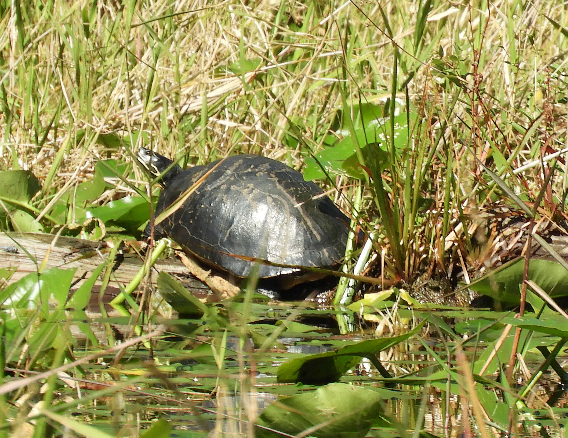 Image of Florida Cooter