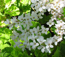 Image of Francoa appendiculata var. sonchifolia (Cav.) Rolfe