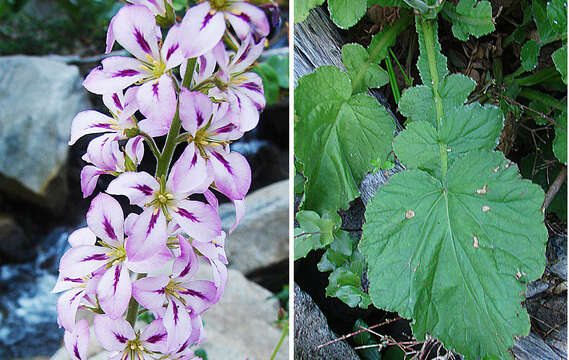 Image of Francoa appendiculata A. Juss.