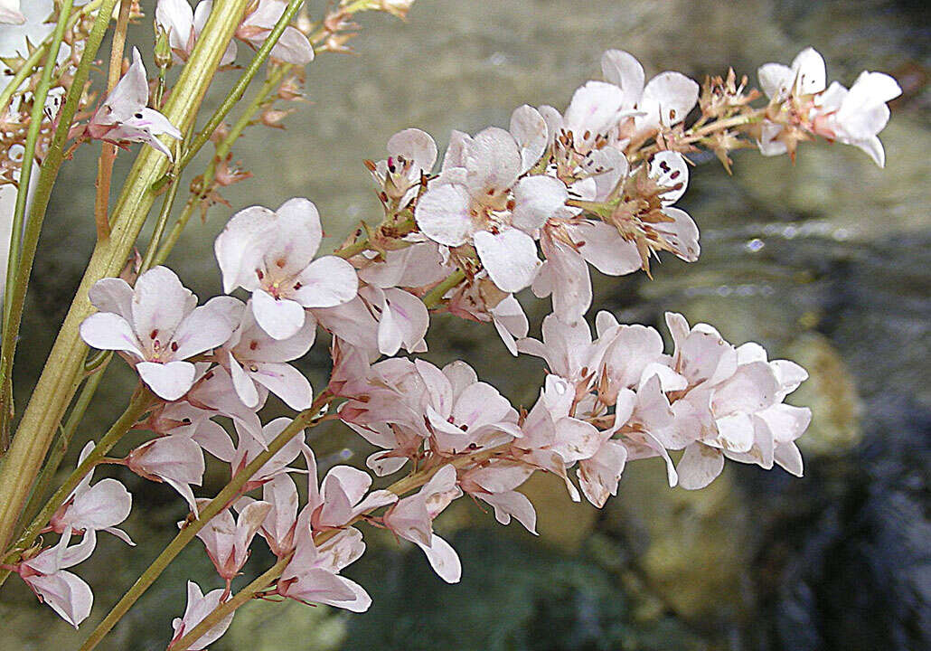 Image of Francoa appendiculata var. sonchifolia (Cav.) Rolfe