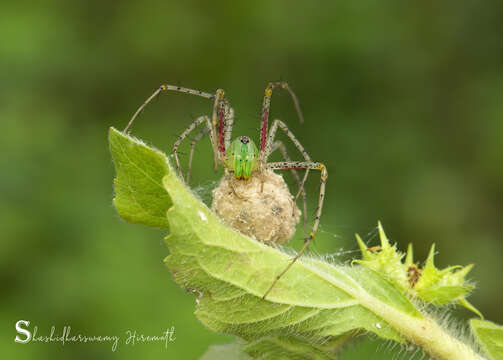 Image of Peucetia viridana (Stoliczka 1869)