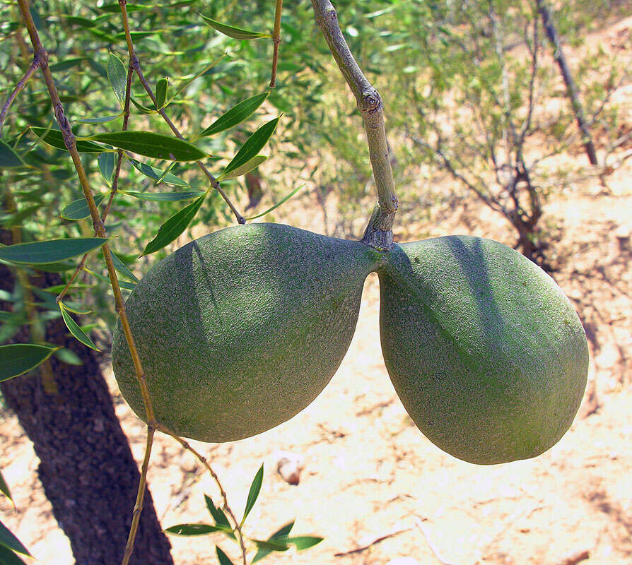 صورة Aspidosperma quebracho-blanco Schltdl.