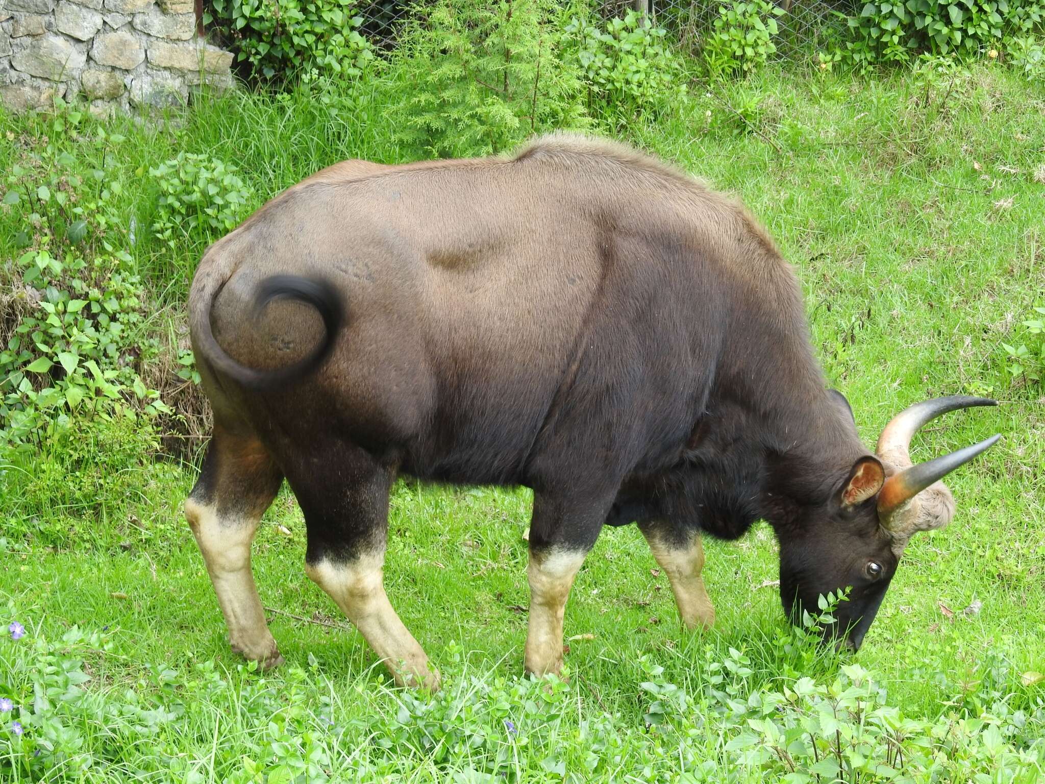 Image of Gaur