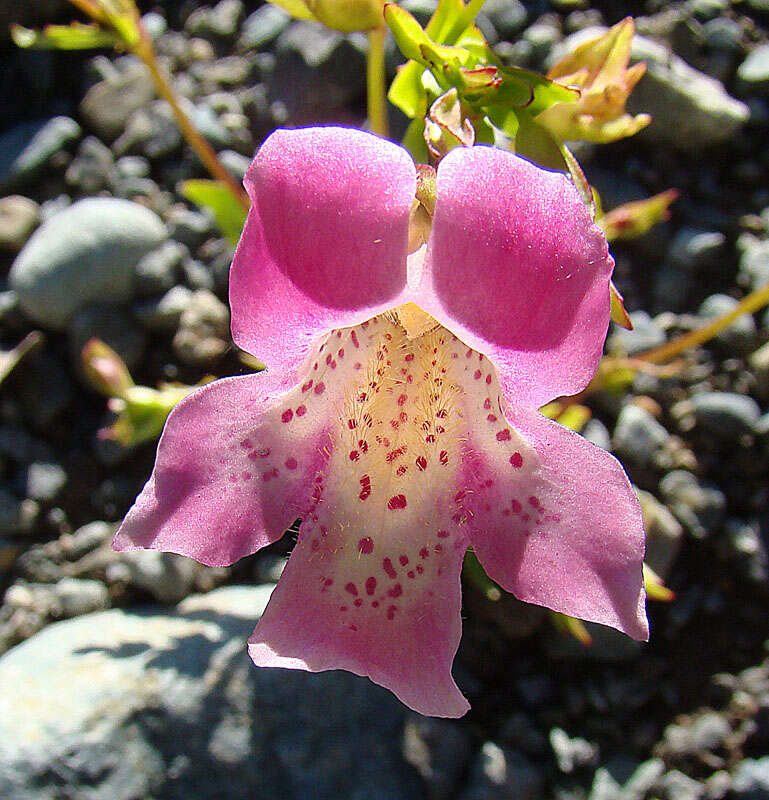 Plancia ëd Mimulus