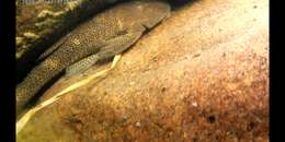 Hypostomus paranensis Weyenbergh 1877的圖片