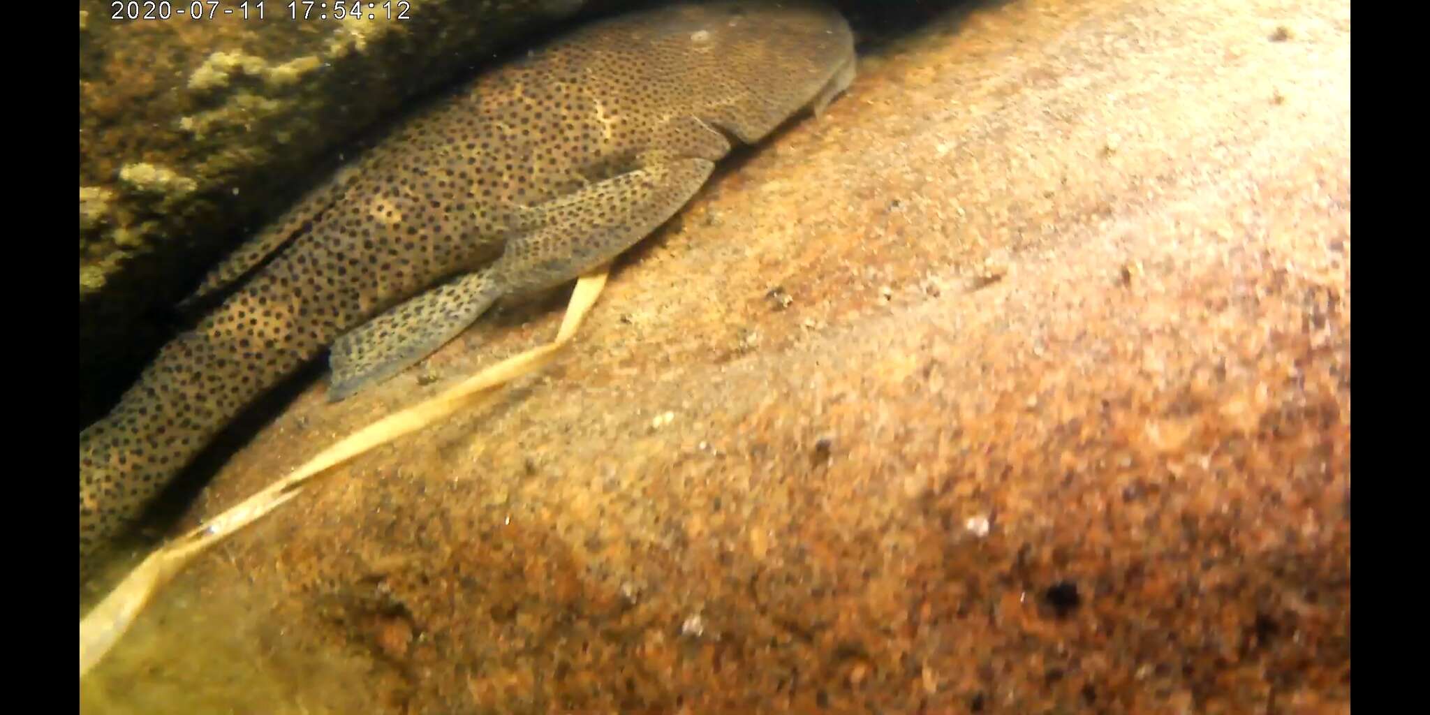 Hypostomus paranensis Weyenbergh 1877的圖片