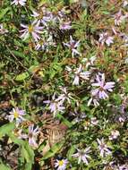 Image of slender aster