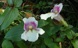 Plancia ëd Mimulus