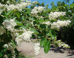 Image of Veronica elliptica G. Forster