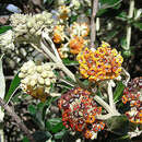 Image de Buddleja longifolia Kunth