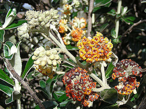 Image de Buddleja longifolia Kunth