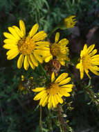 Image of Maryland goldenaster