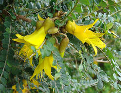 Image of Sophora cassioides (Phil.) Sparre
