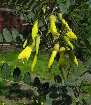 Image of Sophora macrocarpa