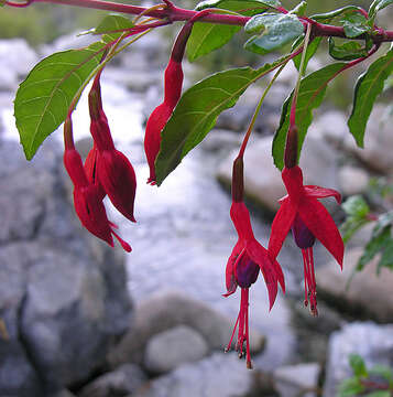 Image of hardy fuchsia