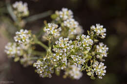 Image de Lepidium fremontii S. Watson