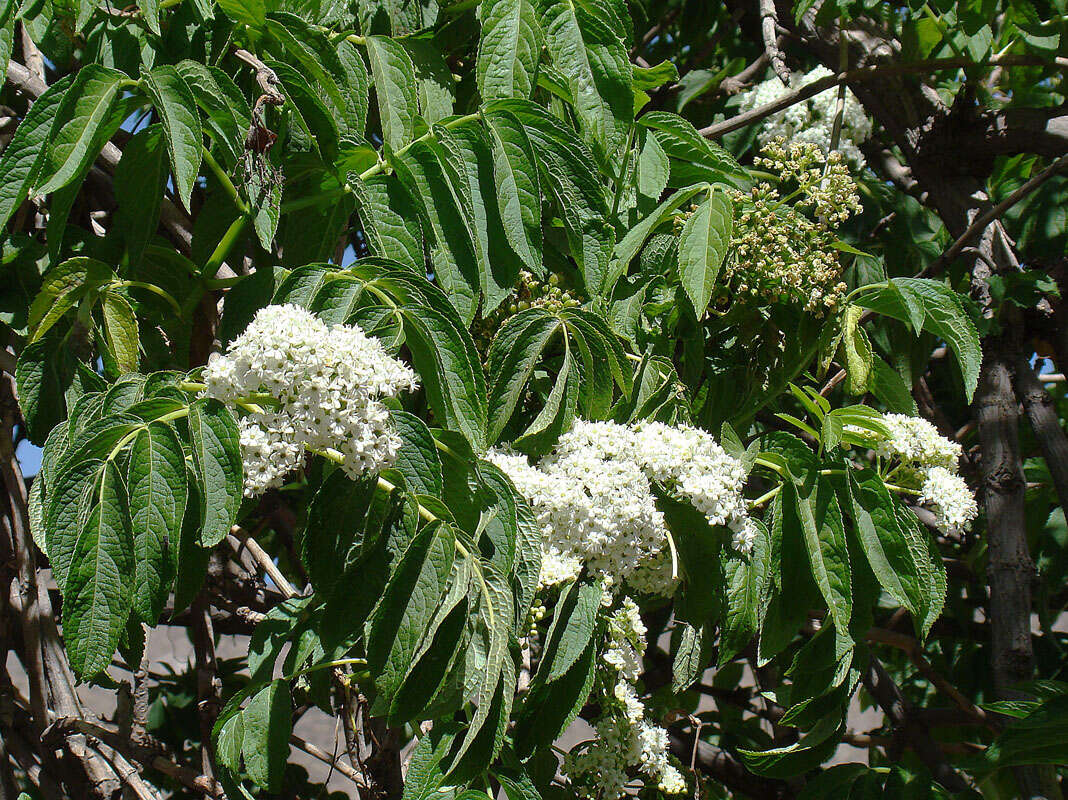 Image de Sambucus peruviana Kunth