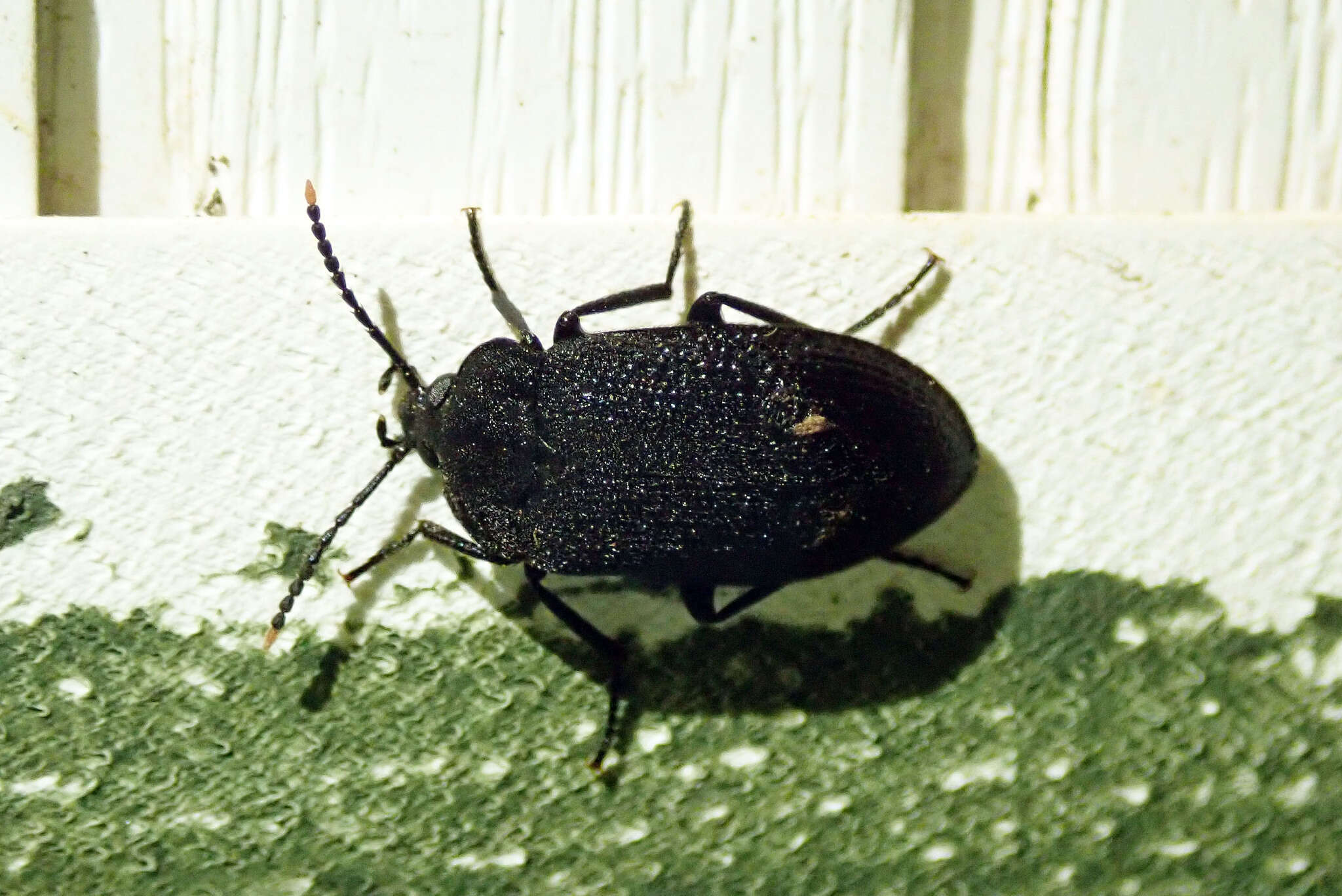 Image of Velvety Bark Beetle