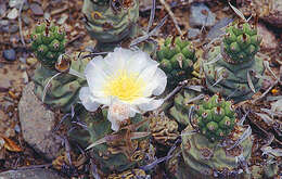 Image of Tephrocactus articulatus