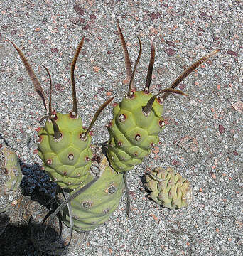 Image of Tephrocactus articulatus