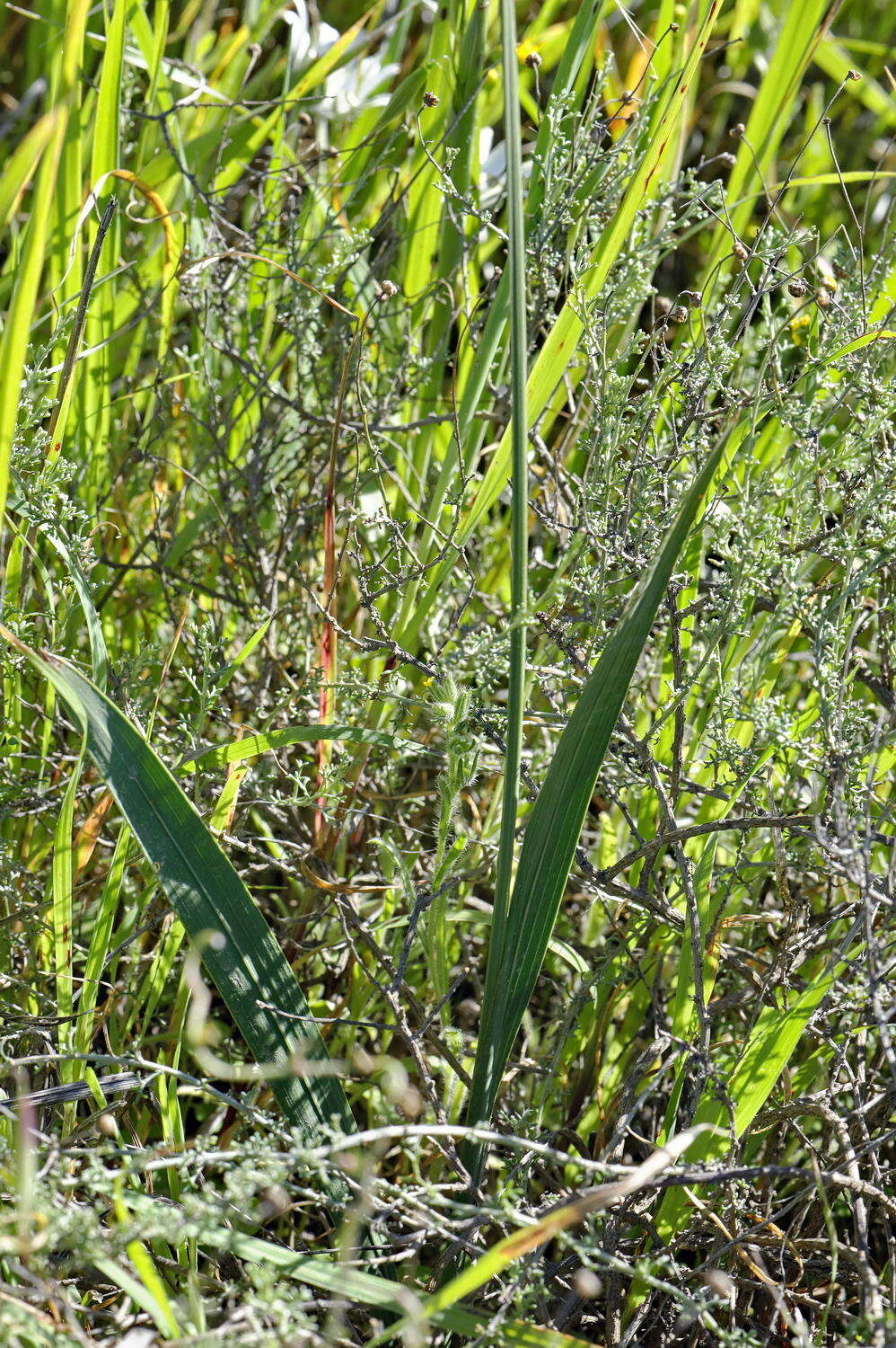 Image of Ixia rapunculoides Redouté