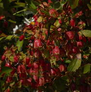 Sivun Vaccinium padifolium J. E. Sm. kuva