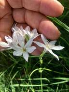 Image of long-ray brodiaea