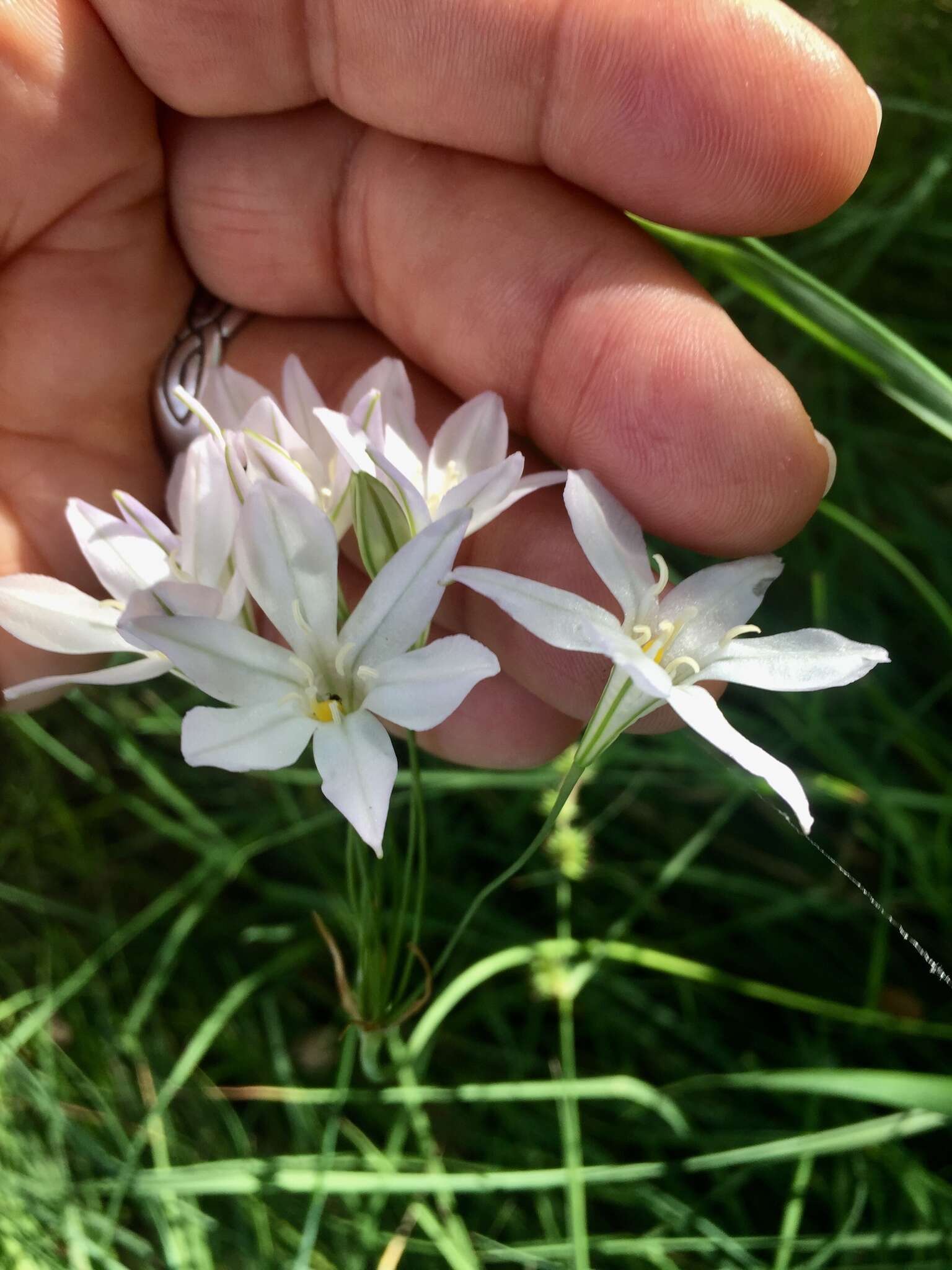 Image of long-ray brodiaea