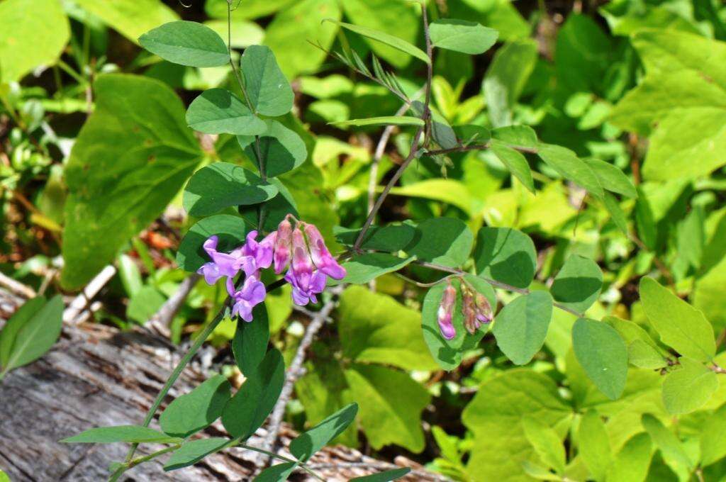 Imagem de Lathyrus nevadensis S. Watson