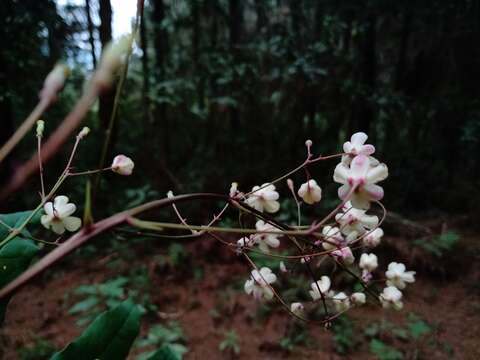 Image of Berberis lanceolata Benth.