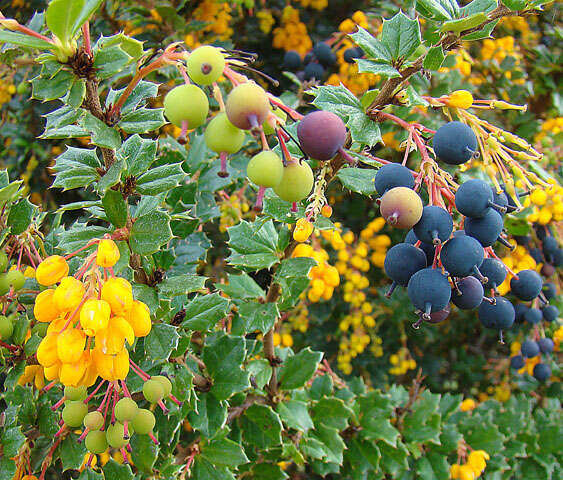 Image of Darwin's berberis