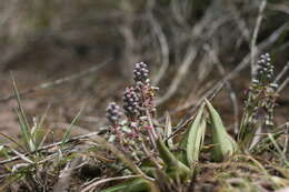 Image of Ledebouria coriacea S. Venter