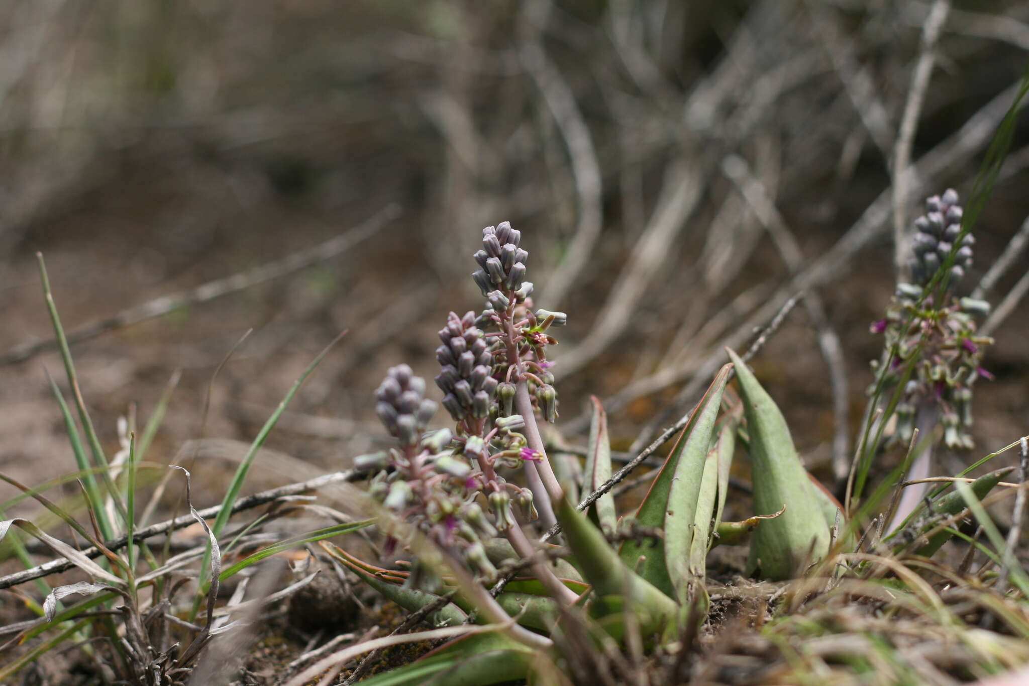 Image of Ledebouria coriacea S. Venter