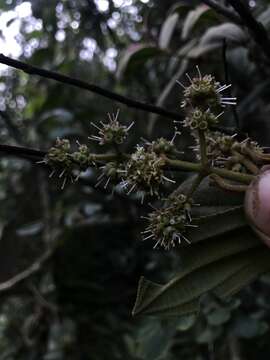 Image of Miconia cataractae Triana