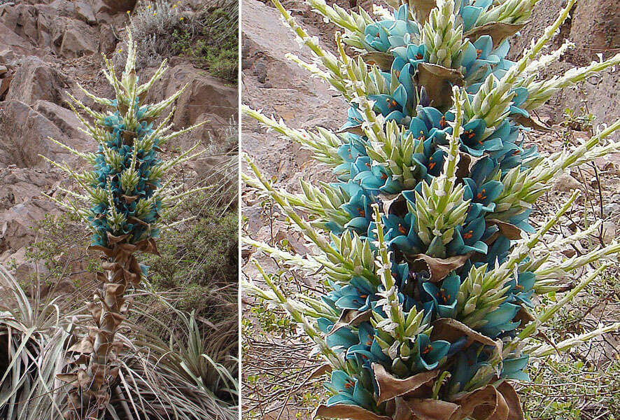 Image of Puya berteroniana Mez