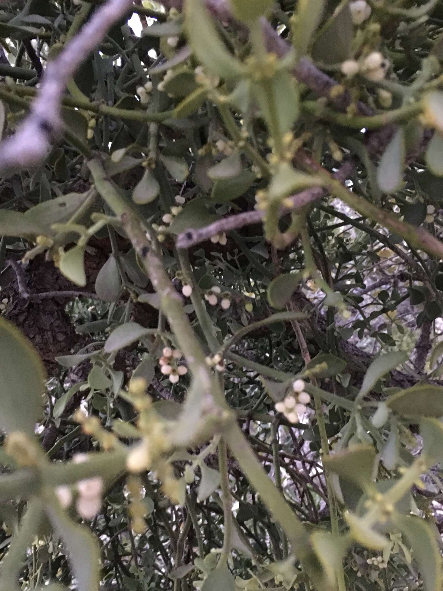 Image of Cory's mistletoe