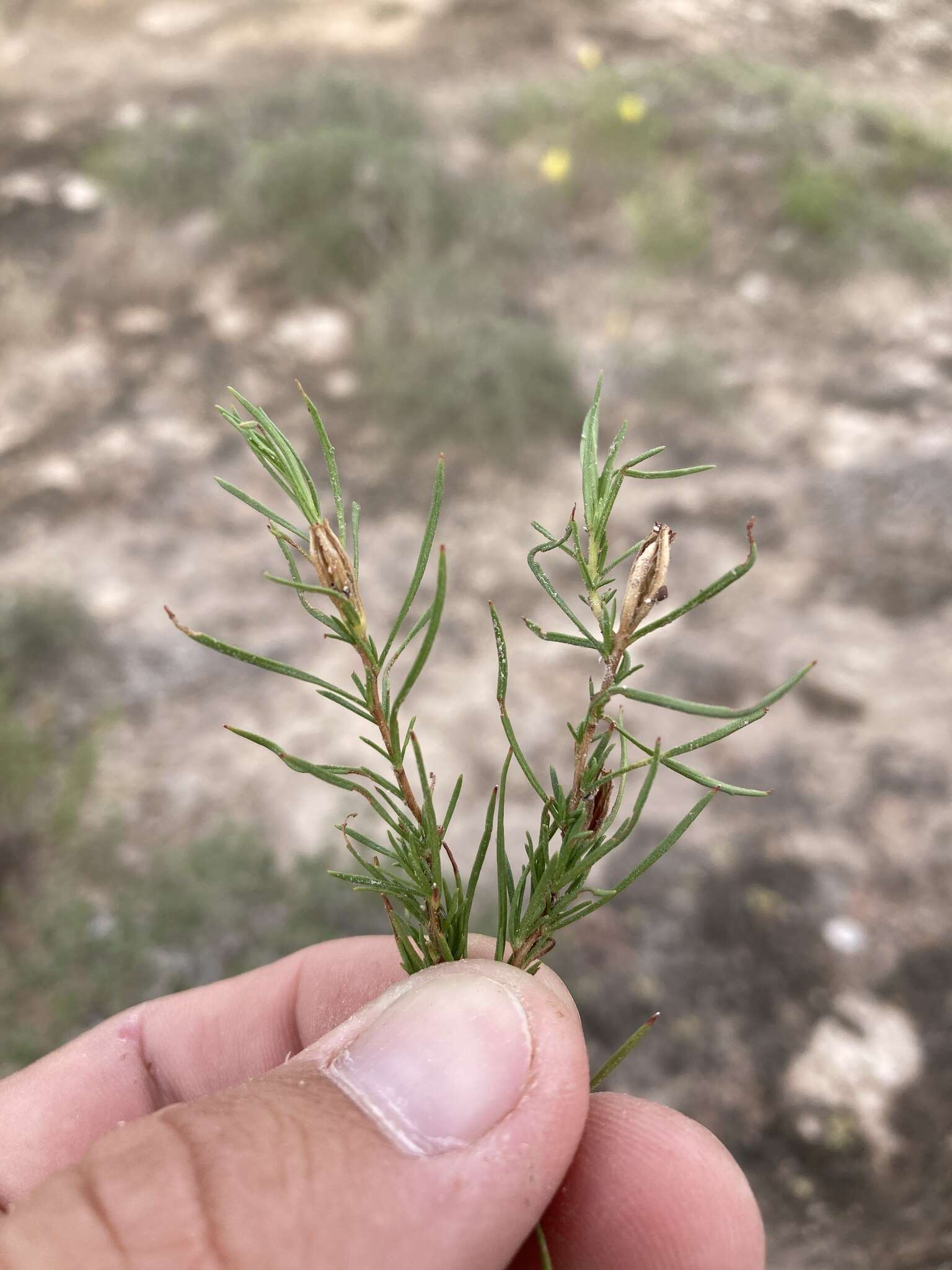 Sivun Oenothera hartwegii subsp. filifolia (Eastw.) W. L. Wagner & Hoch kuva