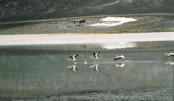 Imagem de Phoenicopterus chilensis Molina 1782