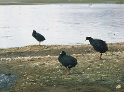 Image of Giant Coot